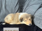 oakley
