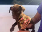 Puppy
