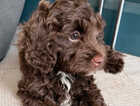 Puppy