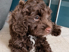puppy