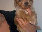 puppy