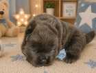 Puppy