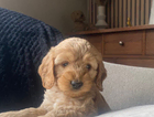 puppy