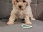 Puppy
