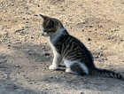 Kitten
