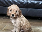 puppy