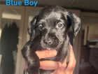 Puppy