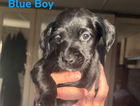 puppy - blue