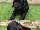 puppy
