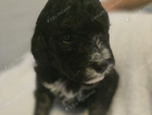 puppy