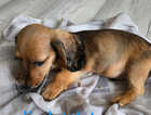 Puppy