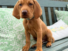 light blue collar boy
