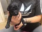 puppy