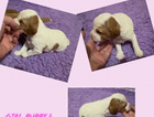 puppy
