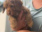 puppy light pink