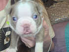 Puppy