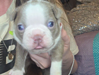 puppy
