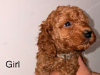 puppy  grey