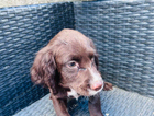 puppy