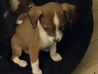 puppy