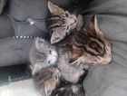 kitten