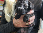 Puppy