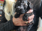 puppy