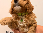 puppy  green