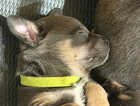 Puppy