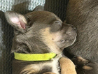 puppy