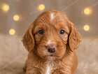 Puppy