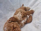 Puppy