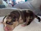 Puppy