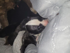 puppy