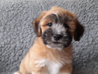 puppy