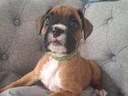 puppy