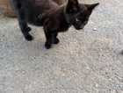 kitten