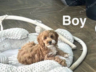 puppy
