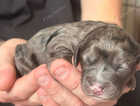 Puppy