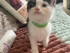 kitten