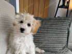 Puppy