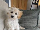 puppy