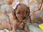 puppy