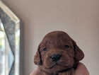 Puppy