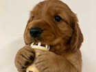 Puppy