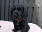 puppy