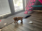 puppy