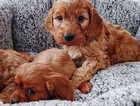 Puppy