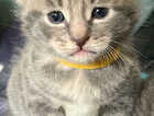 Kitten