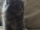 kitten